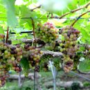 향기포도농원 이미지