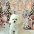 DOG 깨비 이미지