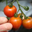 그린농장2 이미지