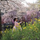 창녕 영산 만년교 이미지