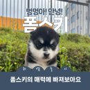 이담펫 이미지