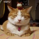 도도한고양이 이미지