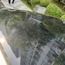 스카이셀프세차장 | 4세대 카니발 아이캠퍼 스카이캠프 3.0 슬림 실사용 후기 장단점 (루프탑텐트 올리기 전에 꼭 확인하세요)