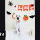 수원시 팔달구 팔달문로163번길 | (수원, 강아지, 고양이, 애견미용, 추천!) 애니멍 수원 애니멍, 믿고 맡길 수 있는 곳