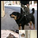 강아지세상 고양이세상 이미지