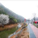 산꽃벚꽃오토캠핑장 이미지