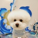 그루밍멍멍 이미지