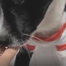 털보상회 이미지