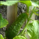 자연이 주는밥상 이미지