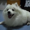 뽀삐뽀삐 이미지