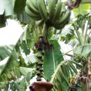 화은농장 이미지