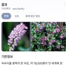 콩과하 이미지