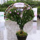 서울무궁화