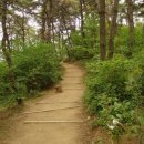 생명의 숲 이미지