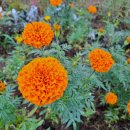 태양의 미소 이미지