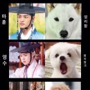강아지공작소 이미지