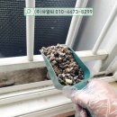 삼환 | 천안 비둘기퇴치 직산읍 삼환나우빌아파트 실외기 비둘기퇴치 후기