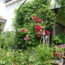 장미정원 이미지