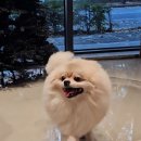 둘리애견미용샵 | 인생 포메미용 제대로 하고 온 달서구애견미용 샵 후기