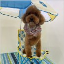 댕댕이 살롱 이미지