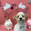 두유네 애견미용실 이미지