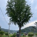 영심이네 펜션 이미지