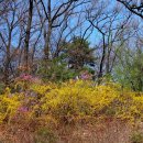 복숭아꽃 살구꽃 이미지