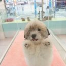 부산강아지분양 퍼피몰리 이미지