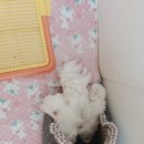 꿈나라