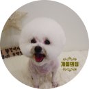 쭈 애견미용 이미지