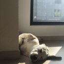 코기절미 이미지