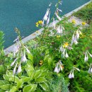 동백호수공원 이미지