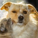 사바나동물병원 이미지