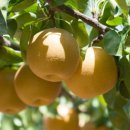 배씨농장 이미지