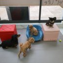 펫플러스라이프 이미지