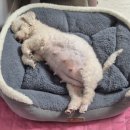 태동농장2 이미지