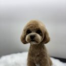 뽀그리독 | 경서동애견미용 우리 강아지가 행복해하는 뽀그리독 미용 후기