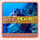 퍼플오션 | 세부 막탄 펀다이빙 추천 코스 가격 퍼플오션다이브 내돈내산 후기