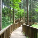 피톤치드 이미지