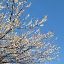 다압면 무료대여소 | 광양 매화마을 매화축제 아기와 방문 솔직 후기, 수유실, 유모차 정보, 꿀팁