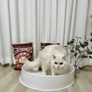 (주)아로펫 | 고양이 모래 교체 주기 모래혁명 중간입자 벤토나이트