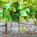 지구촌농장 이미지