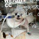 다솜동물메디컬센터 이미지