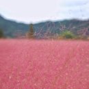 UR(경주시)-[대경로]-하-5 | 10월 | 의령 호국의병의 숲 친수공원 가을꽃축제 (의령군 가을꽃향기 축제 댑싸리축제) 핑크뮬리