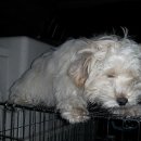 대송초등학교 이미지