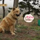 개밥그릇 이미지