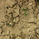 고천농장 이미지