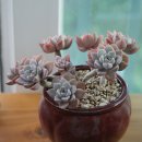 프리티주