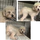 해맞이동물병원 이미지