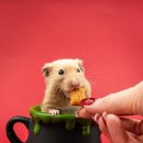 희수네숯불갈비 이미지